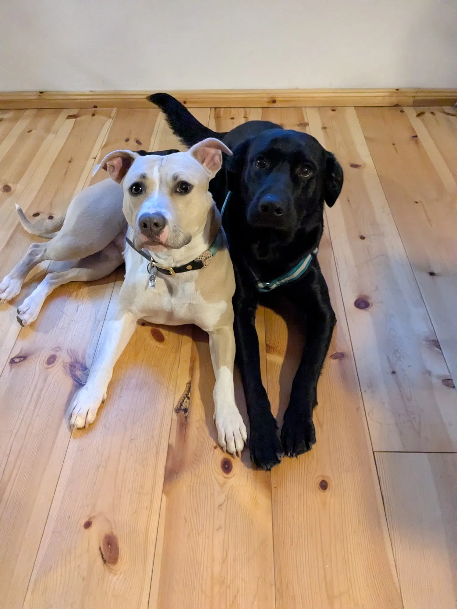 Zwei aufmerksame Hunde nebeneinander auf Holzboden